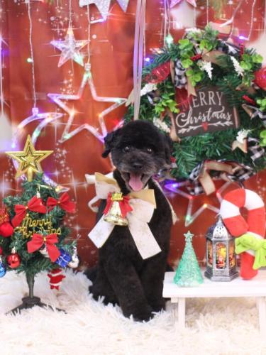 20231214ひじきちゃん